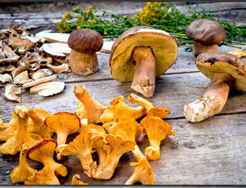 Helden des Monats September