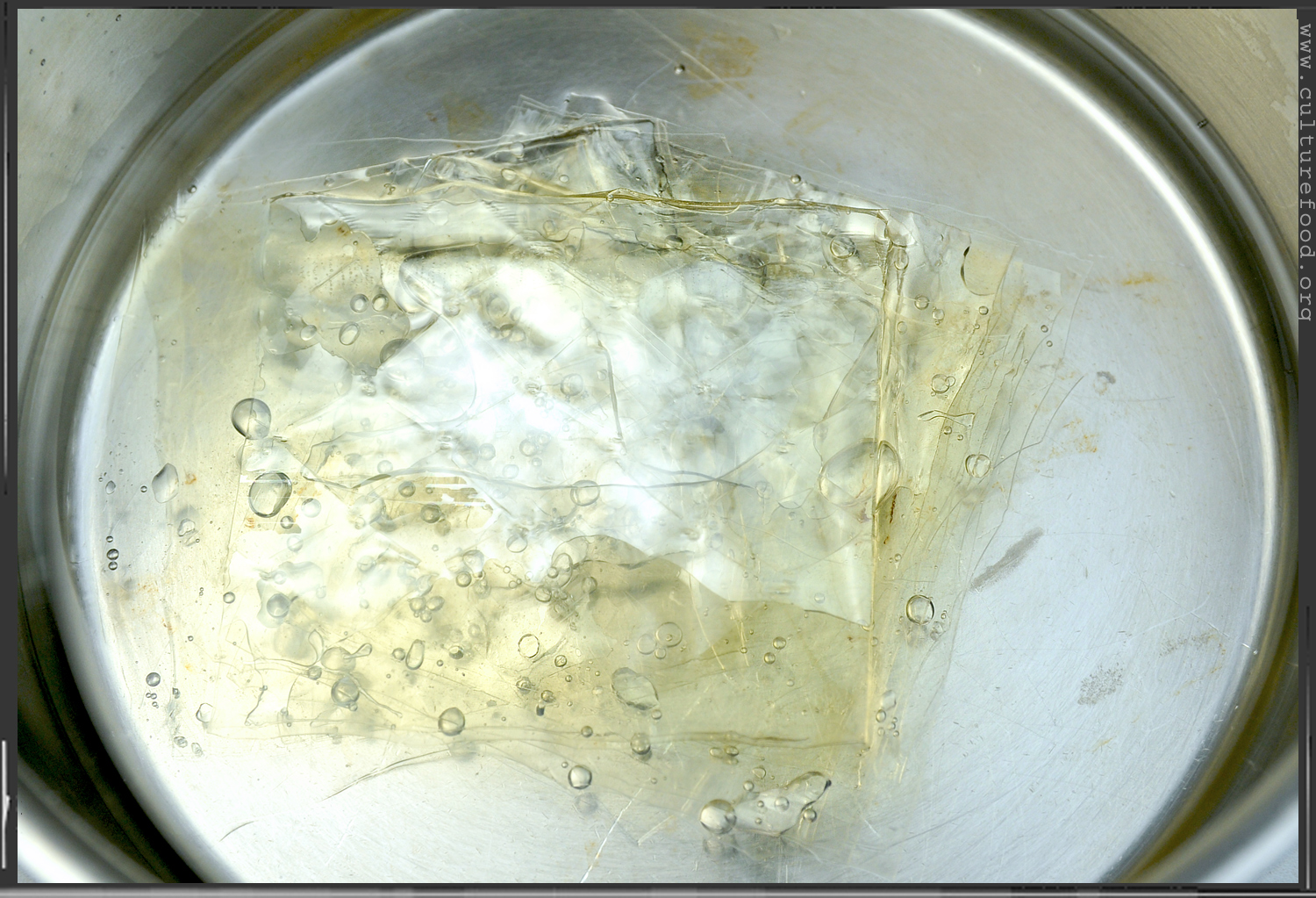 gelatine